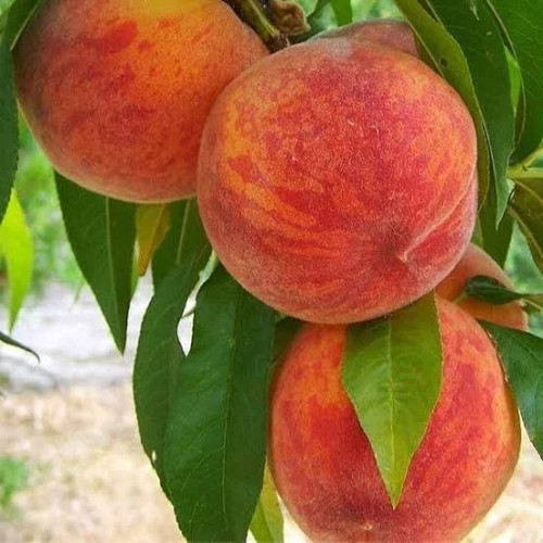 خرید نهال هلو آلبرتا درشت شیرین اب دار بسیار اقتصادی مقاوم به کم ابی و سرما