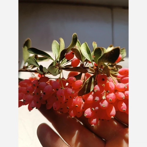 خرید نهال زرشک بی دانه پفکی درشت بسیار اقتصادی مقاوم به کم ابی و گرما