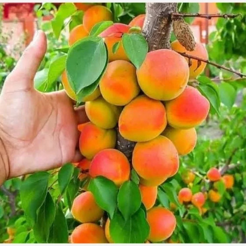 خرید نهال زردآلو جهانگیری درشت شیرین اب دار بسیار اقتصادی مقاوم به کم ابی و سرما