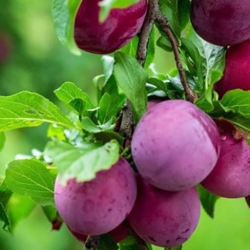 خرید نهال الو شابلون کالفرنیا درشت شیرین اب دار بسیار اقتصادی مقاوم به کم ابی و سرما