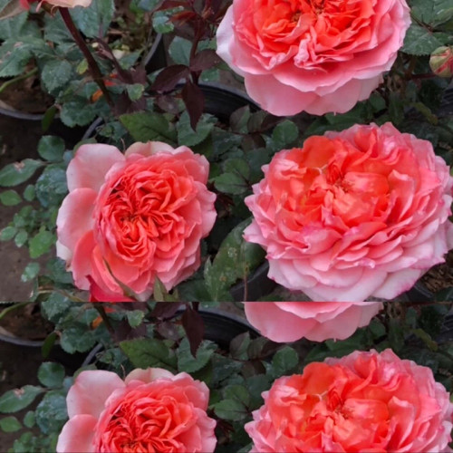 خرید نهال رز نارنجی پرپر بت گلهای بزرگ و زیبا مقاوم به کم ابی و گرما