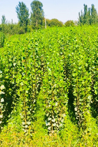 خرید نهال صنوبر کبوده دسته بیلی بزرگ مقاوم به کم ابی و گرما