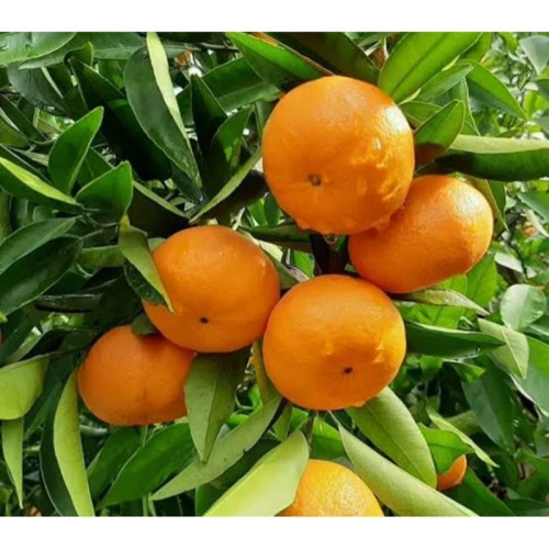 خرید نهال نارنگی پچ پاکوتاه درشت شیرین اب دار بسیار اقتصادی مقاوم به کم ابی و سرما