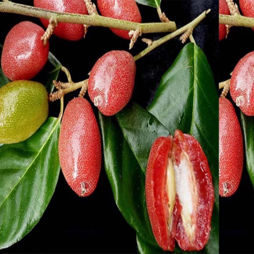 خرید نهال سنجد ژاپنی درشت بسیار اقتصادی مقاوم به کم ابی و سرما