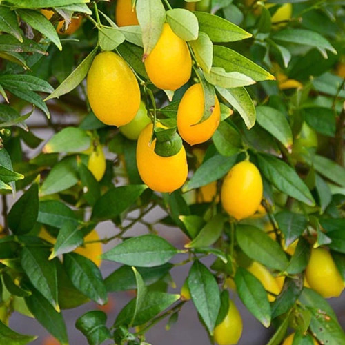 خرید نهال لایم کوات پاکوتاه درشت اب دار بسیار اقتصادی مقاوم به کم ابی و سرما