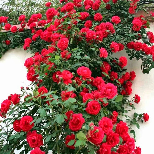 خرید نهال رز بالا رونده گلهای بزرگ و زیبا مقاوم به کم ابی و گرما