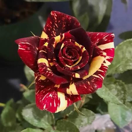 خرید نهال گل رز زرد و قرمز با گلهای بزرگ و زیبا مقاوم به کم ابی و گرما