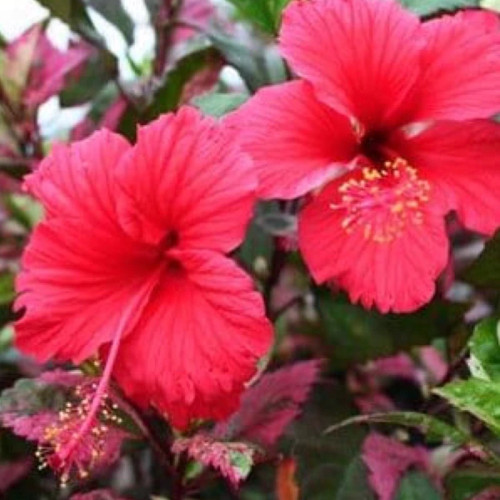 خرید نهال ختمی ابلق گلهای بزرگ و زیبا مقاوم به کم ابی و گرما