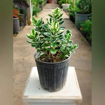 خرید نهال شمشاد زیبا بسیار اقتصادی مقاوم به کم ابی و گرما