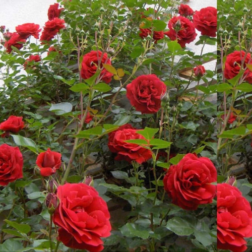 خرید نهال رز قرمز معطر با گلهای بزرگ و زیبا مقاوم به کم ابی و گرما
