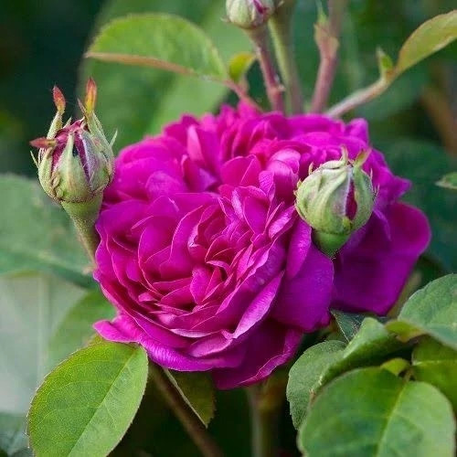 خرید نهال گل محمدی بسیار معطر گلهای بزرگ و زیبا مقاوم به کم ابی و گرما
