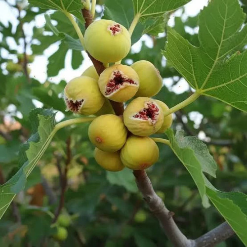 خرید نهال انجیر سایز بزرگ بن دار آب دار شیرین بسیار اقتصادی مقاوم به کم ابی و سرما