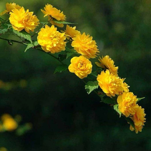 خرید نهال یاس کاریا جابونیکا با گلهای بزرگ و زیبا مقاوم به کم ابی و گرما