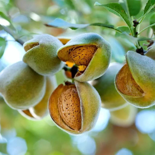 خرید نهال بادام آذر بسیار دیرگل درشت بسیار اقتصادی مقاوم به کم ابی و سرما