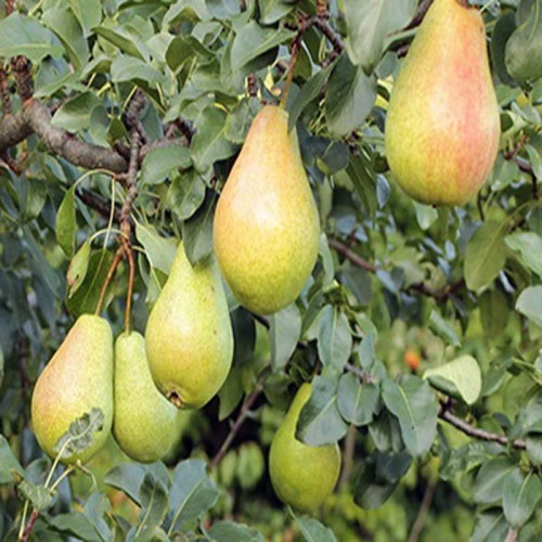 خرید نهال گلابی شاه میوه زرد درشت شیرین اب دار بسیار اقتصادی مقاوم به کم ابی و سرما