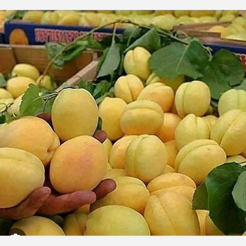 خرید نهال زردآلو درشت شیرین بسیار اقتصادی مقاوم به کم ابی و سرما