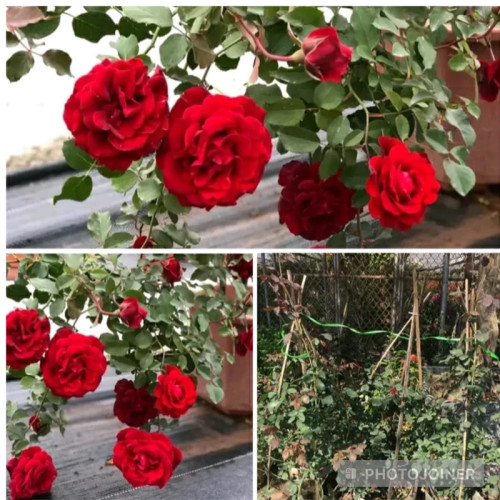 خرید نهال رز زونده قرمز بسیار معطربا گلهای بزرگ و زیبا مقاوم به کم ابی و گرما