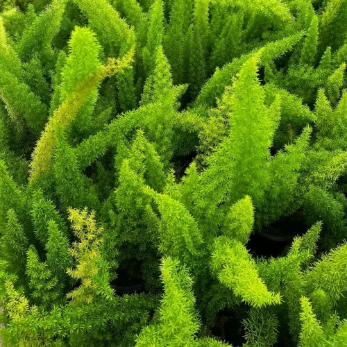 خرید بوته گل دم روباهی خاص بسیار اقتصادی مقاوم به کم ابی و گرما