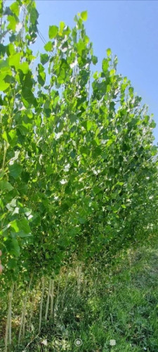 خرید نهال صنوبر نیگرا بسیار اقتصادی مقاوم به کم ابی و سرما