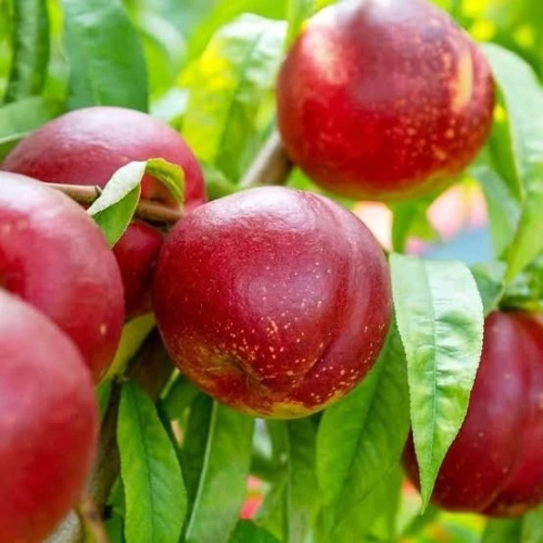 خرید نهال شلیل رفعتی درشت شیرین اب دار بسیار اقتصادی مقاوم به کم ابی و سرما