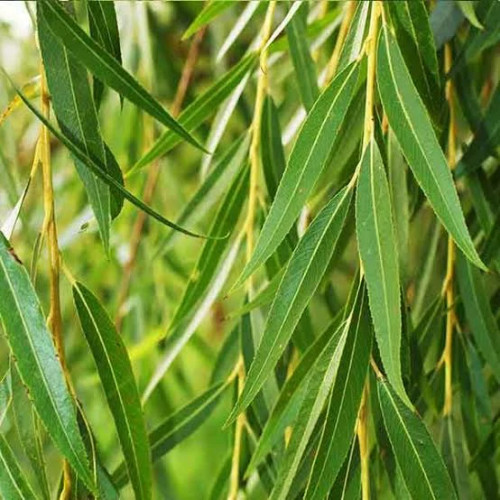 خرید نهال بید مجنون بسیار اقتصادی مقاوم به کم ابی و گرما