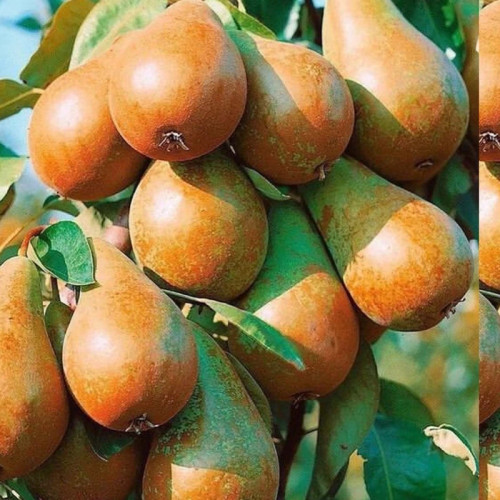 خرید نهال گلابی کره ای درشت شیرین اب دار بسیار اقتصادی مقاوم به کم ابی و سرما
