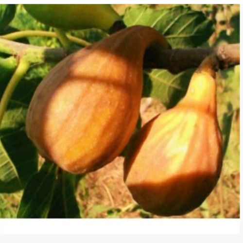 خرید نهال انجیر ویرجینیا درشت بسیار اقتصادی مقاوم به کم ابی و گرما