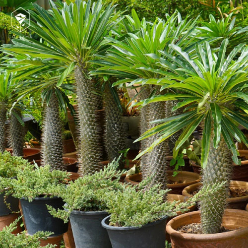 خرید نخل ماداگاسکار (سایز بزرگ) زیبا بسیار اقتصادی مقاوم به کم ابی و گرما