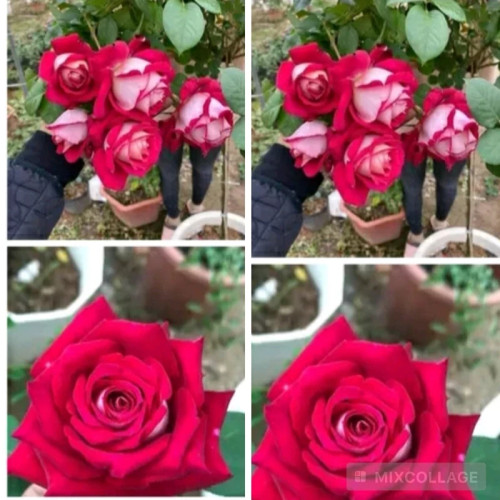 خرید نهال رز پشت نقره ای با گل های بزرگ وزیبا مقاوم به کم ابی و گرما