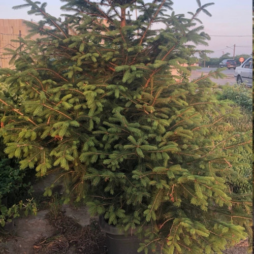 خرید نهال کاج نوئل سبز زیبا مقاوم به کم ابی و گرما