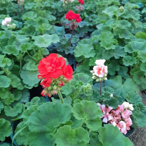 خرید بوته شمعدانی هلندی همه رنگ موجوده با گلهای بزرگ و زیبا مقاوم به کم ابی و گرما