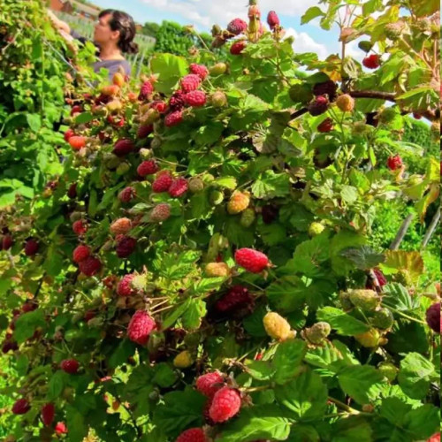 خرید نهال بوته لوگان بری درشت اب دار شیرین بسیار اقتصادی مقاوم به کم ابی و سرما