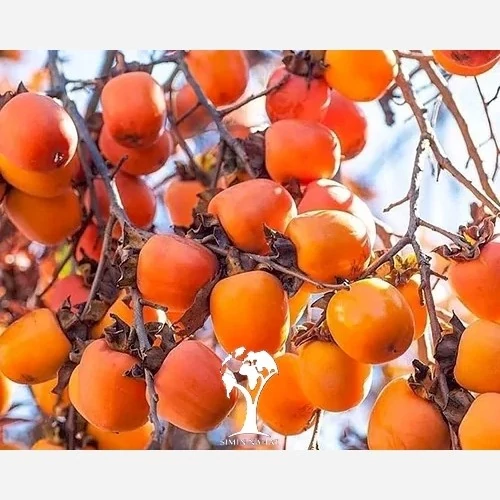 خرید نهال خرمالو سیبی درشت شیرین اب دار بسیار اقتصادی مقاوم به کم ابی و سرما