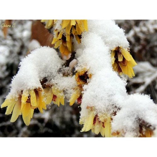 خرید نهال درخت گل یخ (Wintersweet) با گلهای بزرگ زیبا مقاوم به کم ابی و سرما