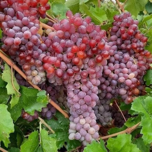 خرید نهال انگور قرمز بی دانه درشت اب دار شیرین بسیار اقتصادی مقاوم به کم ابی و سرما