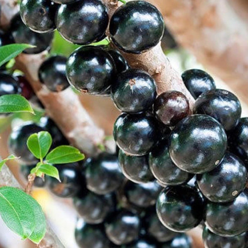 خرید نهال انگور برزیلی درختی درشت شیرین مقاوم به کم ابی و گرما