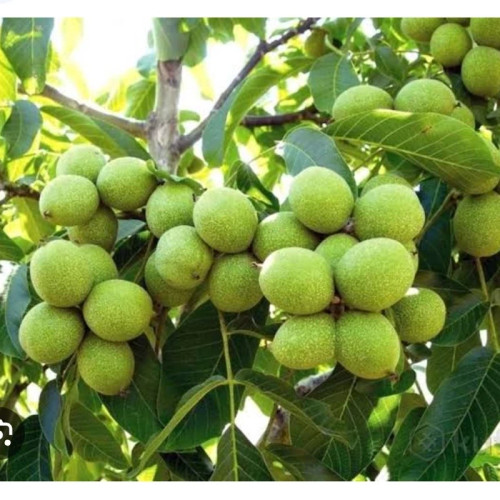 خرید نهال گردو فرانکت پیوندی درشت بسیار اقتصادی مقاوم به کم ابی و سرما