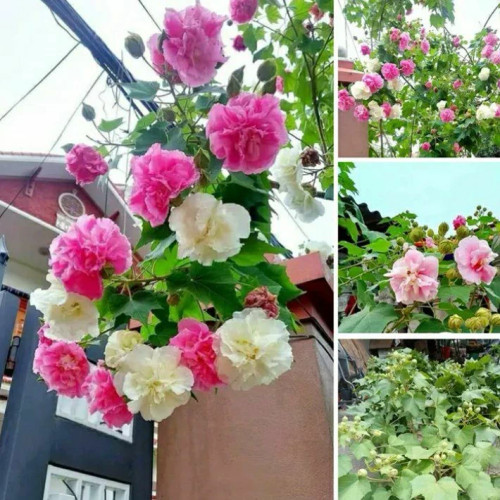 خرید نهال ختمی سه رنگ کانادایی گلهای بزرگ و زیبا مقاوم به کم ابی و گرما