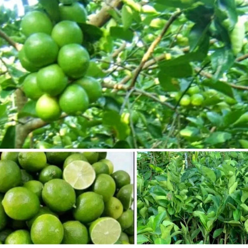 خرید نهال لیمو ترش لیسبون درشت با طعمه ترش مقاوم به کم ابی و گرما