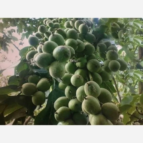 خرید نهال گردو اسرائیلی درشت مقاوم به کم ابی و گرما