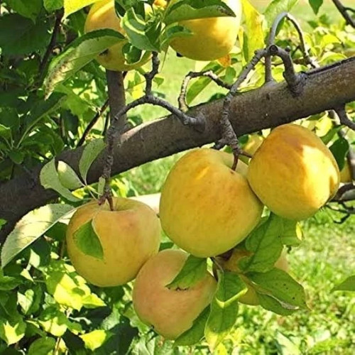 خرید نهال سیب گلدن دلیشز درشت با طعمه شیرین مقاوم به کم ابی و گرما