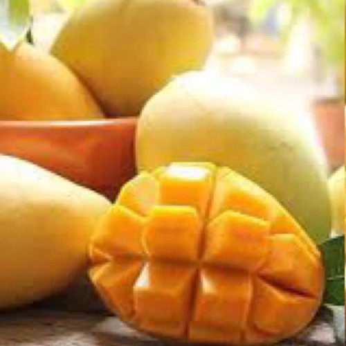 خرید نهال انبه مصری پیوندی طعمه شیرین درشت مقاوم به کم ابی و گرما