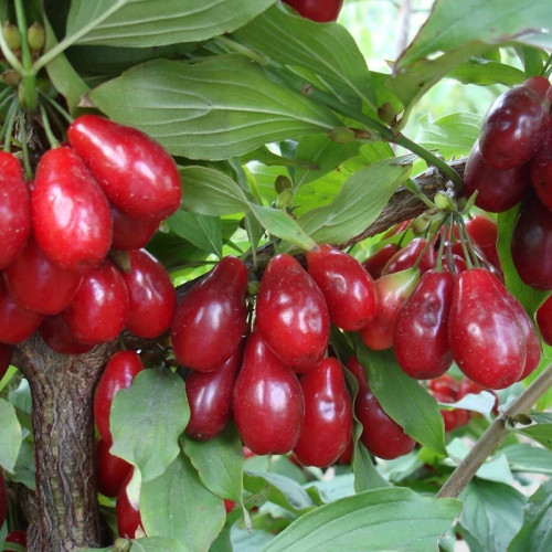 خرید نهال زغال اخته درشت طعمه خوش مزه مقاوم به کم ابی و گرما