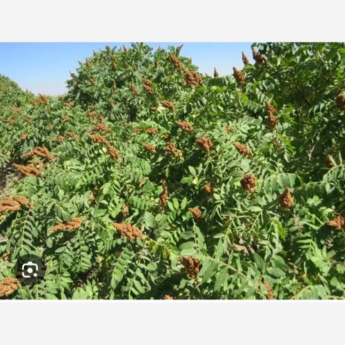 خرید نهال سماق قهوه ای(بهترین نوع سماق.با طعمه خوش مزه مقاوم به کم ابی و گرما