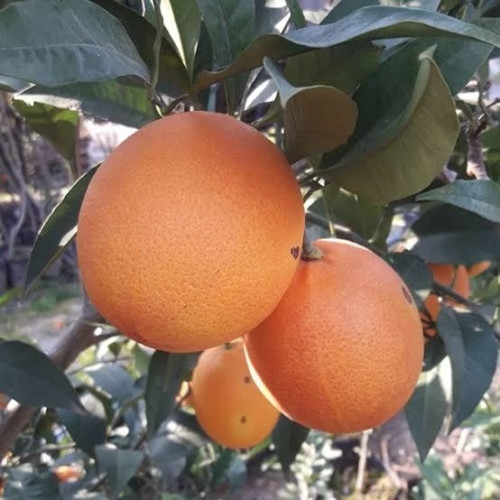 خرید نهال پرتقال با طعمه شیرین خوش مزه با میوه درشت مقاوم به کم ابی و گرما