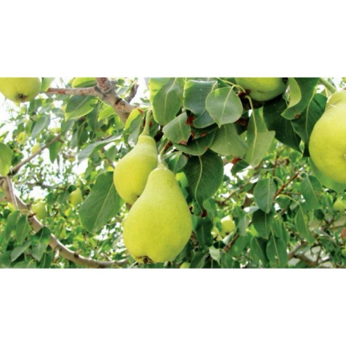 خرید نهال گلابی پاکوتاه درگزی میوه درشت شیرین مقاوم به کم ابی و گرما