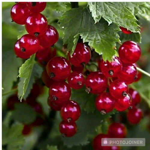 خرید نهال کارنت درشت هلندی با رنگ زیبا و مقاوم به کم ابی و گرما