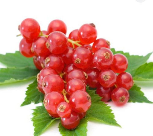 خرید نهال کارنت درشت هلندی با رنگ زیبا و مقاوم به کم ابی و گرما