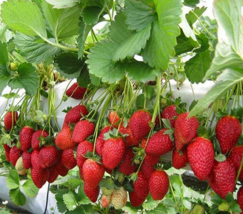 خرید نهال بوته توت فرنگی چهار فصل گلدانی با رنگ زیبا پر بار با طعمه شیرین مقاوم به کم ابی و گرما