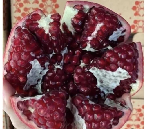 خرید نهال انار اسرائیلی با مزه شیرین ودانه درشت مقاوم به کم ابی و گرما